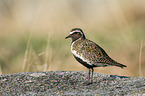 European Golden Plover