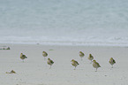 Golden Plovers at the beach