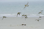 flying Golden Plovers