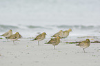 Golden Plovers at the beach
