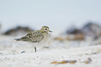 standing Golden Plover