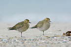 Golden Plovers at the beach