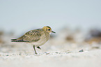 Golden Plover