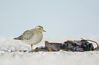 standing Golden Plover