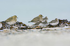 Golden Plovers at the beach