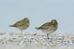 Golden Plovers at the beach