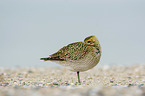 standing Golden Plover