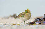 standing Golden Plover