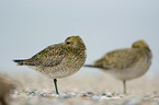 Golden Plovers at the beach