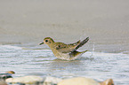 Golden Plover in the water