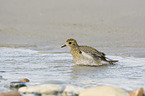 Golden Plover in the water