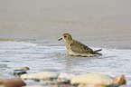 Golden Plover in the water