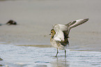 Golden Plover in the water