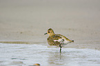 Golden Plover in the water