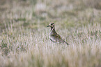 Eurasian golden plover