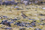 Eurasian golden plover