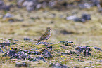 Eurasian golden plover