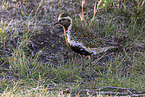 Eurasian golden plover