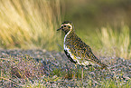 Eurasian golden plover