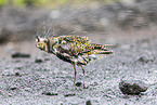Eurasian golden plover