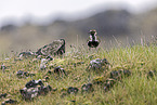 Eurasian golden plover