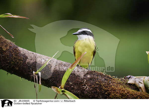 Goldbauchtyrann / Golden-bellied flycatcher / JR-05665