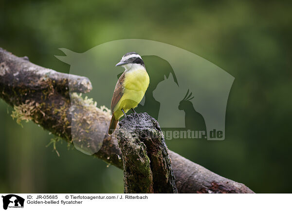 Goldbauchtyrann / Golden-bellied flycatcher / JR-05685