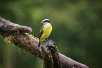 Golden-bellied flycatcher