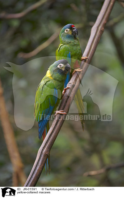 yellow-collared macaws / JR-01591