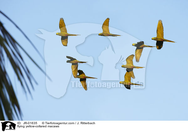 flying yellow-collared macaws / JR-01635