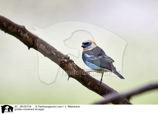 golden-crowned tanager / JR-05734