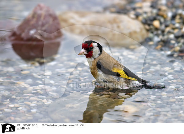 Distelfink / goldfinch / SO-01605