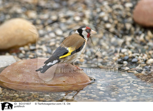 Distelfink / goldfinch / SO-01607