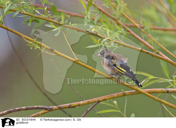 Distelfink / goldfinch / SO-01644