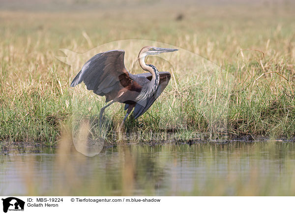 Goliath Heron / MBS-19224