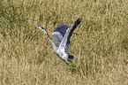 goliath egret