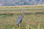 goliath egret