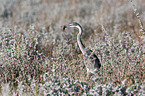 goliath egret