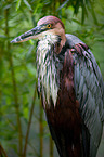 goliath egret