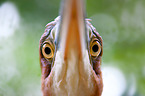 goliath egret