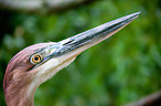 goliath egret