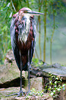 goliath egret