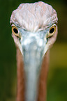 goliath egret