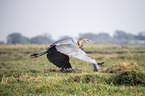 flying Goliath Heron