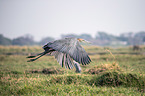 flying Goliath Heron