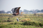 flying Goliath Heron