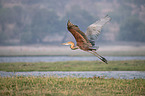 flying Goliath Heron
