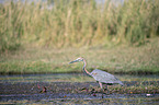 walking Goliath Heron