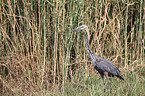standing Goliath Heron