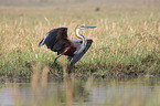 Goliath Heron